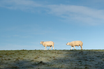 Sheep grazing in snow-dusted hills in the UK. Scenic British countryside landscape. Peaceful UK rural scene with sheep 