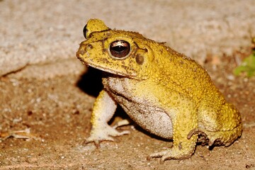 Yellow toad or Luetken's toad (Incilius luetkenii) active at night at Chacocente Wildlife Refuge on the Pacific coast of Nicaragua

