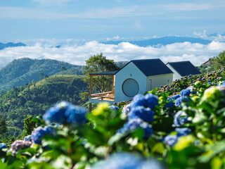 Beautiful view of the hydrangea field, a beautiful morning of flowers at Doi Chang, Chiang Rai, Thailand.