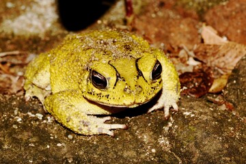 Yellow toad or Luetken's toad (Incilius luetkenii) at night at Chacocente Wildlife Refuge on the Pacific coast of Nicaragua