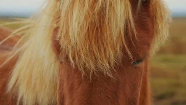 A close up, slow motion shot of a beautiful Icelandic horse with a thick, shaggy mane and forelock, set against the backdrop of Iceland's unique and rugged landscape.