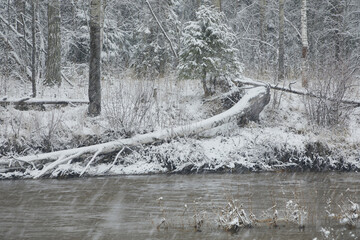 Landscape: snowfall in winter with a freezing river near the forest