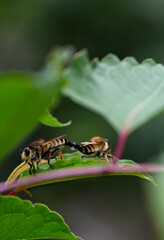 Insects on a green leaf, Mount Fuji, Japan 