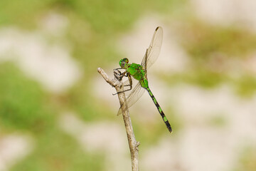 Great pondhawk (Erythemis vesiculosa) perched on a twig near the beach of Chacocente Wildlife Refuge at the Pacific coast of Nicaragua
