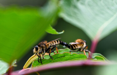 Insects on a green leaf, Mount Fuji, Japan 