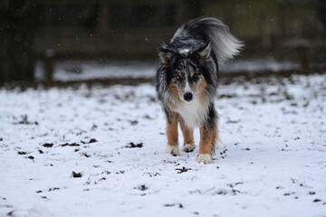 Sch&ouml;ner H&uuml;tehund l&auml;uft bei Schneesturm durch den Garten
