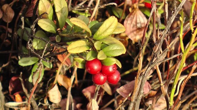 Ripe red lingonberries in the Lapland tundra on a clear autumn day.