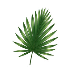 Fototapeta premium Detailed Green Palm Frond with Sunlight Highlights Against a Transparent Background