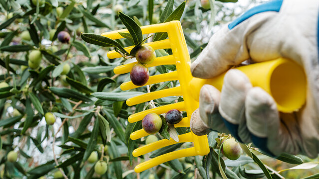 Close-up of the hands of an adult farmer using a manual rake to harvest ripe olives in autumn. Traditional agriculture in Sardinia.