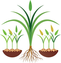 Life cycle of the rice plant oryza sativa illustration