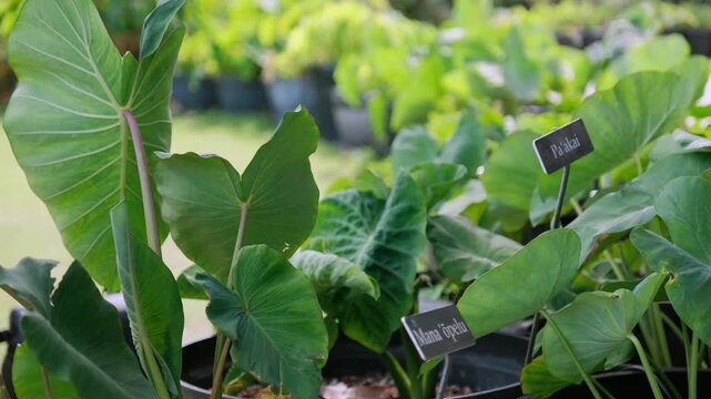 Hawaiian taro (kalo) leaves captured in soft natural light. Tropical green foliage with crisp botanical detail, ideal for nature, agriculture, education, wellness, and environmental storytelling.