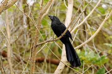 Groove-billed ani (Crotophaga sulcirostris) perched on a twig in the riparian vegetation of the wetlands of  Rio Istián on the Island of Ometepe in Nicaragua