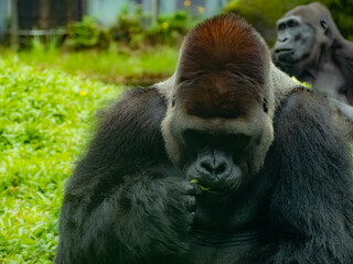 台北市立動物園