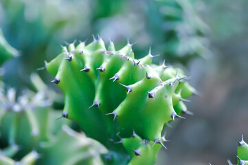 Euphorbia Lactea Cristata,  Euphorbia Lactea F Cristata or Euphorbia lactea or succulent