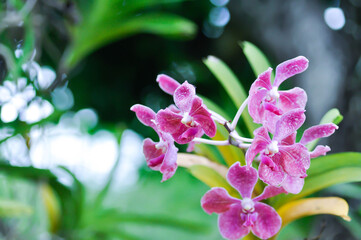Vanda, Vanda sp or aranda orchid or x aranda or orchidaceae or orchid
