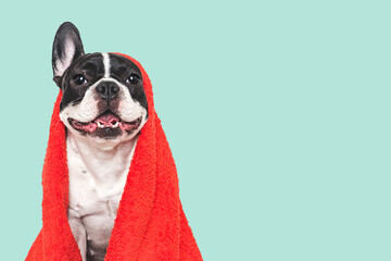 Cute puppy and red towel. Studio shot
