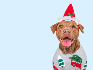 Merry Christmas and Happy New Year. Cute dog