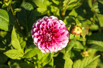 A pink dahlia flower and an unblown bud on a green bush