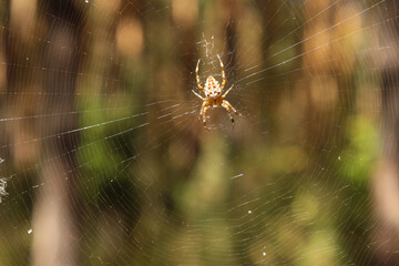 The common ragwort spider (Latin: Araneus diadematus) weaves a web in the forest.