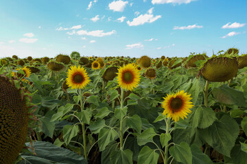 three blooming sunflowers among a field of ripening sunflowers