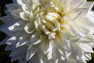 a magnificent huge white dahlia flower illuminated on one side by the sun