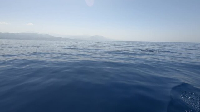 Dolphins in the Gulf of Corinth, Greece