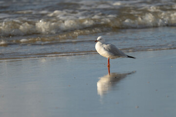 A Seagull on the Beach