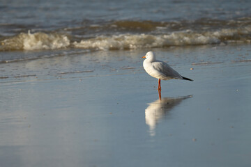 A Seagull on the Beach
