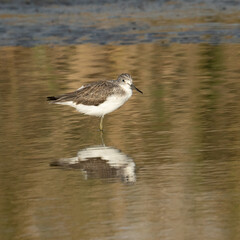 A Common Greenshank and its Reflection
