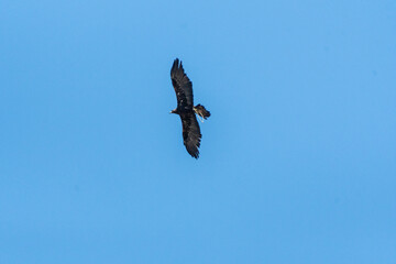 Outdoor scene showing a Golden Eagle hunting demonstration in the mountains of Kyrgyzstan.