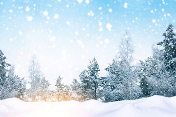 Fototapeta premium Winter landscape. Forest with snow covered trees.