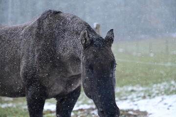 Portrait eines dunkel grauen Pferdes w&auml;hrend eines Schneesturms