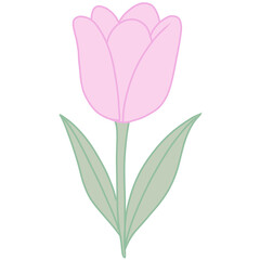 Tulip &ndash; Pink