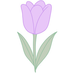 Tulip &ndash; Lavender
