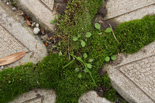 Green moss and small wild plants naturally growing between concrete paving stones in garden.