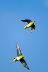 アオバト雄の飛翔