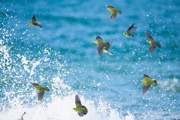 アオバトの群れと波飛沫