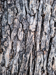 This is a close-up, detailed photograph of the bark of a tree. The image captures the rough, deeply textured surface of the wood, emphasizing its age and structure.