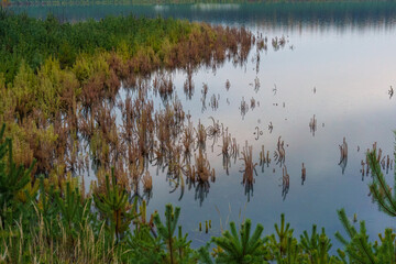 drzewa iglaste choinki zatopione w wodzie  © rob