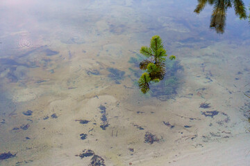 drzewa iglaste choinki zatopione w wodzie  © rob