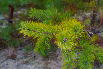 drzewa iglaste choinki zatopione w wodzie  © rob