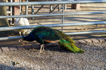 dumny jak paw niebiesko zielonkawe upierzenie © rob