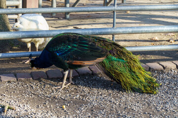 dumny jak paw niebiesko zielonkawe upierzenie © rob