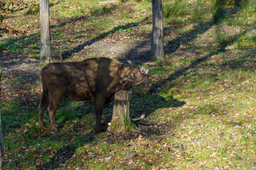 żubr w pełnej krasie na wypasie