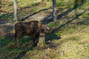 żubr w pełnej krasie na wypasie
