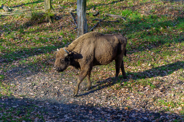 żubr w pełnej krasie na wypasie