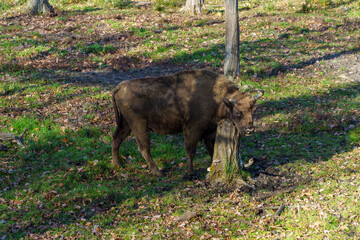 żubr w pełnej krasie na wypasie