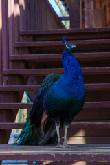 dumny jak paw niebiesko zielonkawe upierzenie © rob