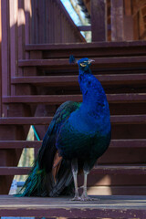 dumny jak paw niebiesko zielonkawe upierzenie © rob