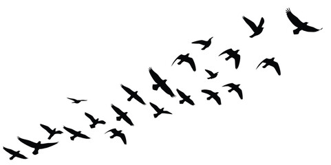 Flock of black birds flying in formation against white background vector